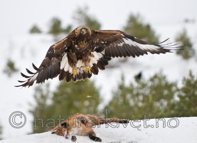 BB 10 0006 / Aquila chrysaetos / Kongeørn <br /> Vulpes vulpes / Rødrev